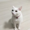 たまに可愛い
