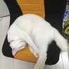 寝るのが仕事