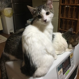 11月7日生まれ 子猫の里親さん募集中！