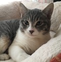 11月7日生まれ 子猫の里親さん募集中！