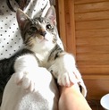 【交渉中】11月7日生まれ 子猫の里親さん募集中！