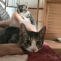 11月7日生まれ 子猫の里親さん募集中！