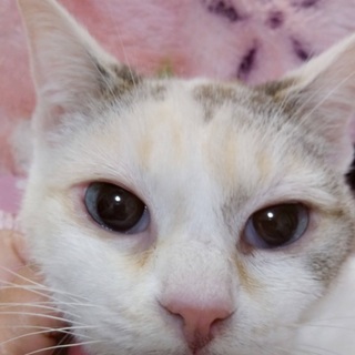 青い瞳のパステル白三毛●シニア