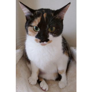 トライアル中★三毛★2歳くらい