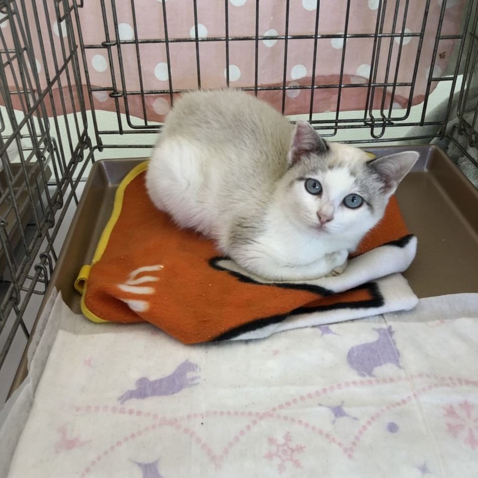 アイル（ゆき）のカバー写真