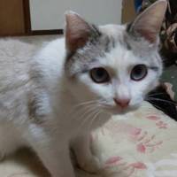 アイル（ゆき）}