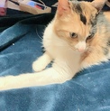 かわいい三毛猫♀