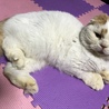 ニャンラブ さん