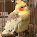 オカメインコ 里親決定