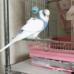 セキセイインコ 行方不明