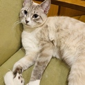 美しい猫さん