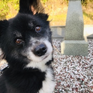 飼い主さん探しています！！