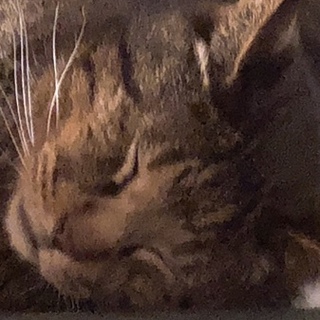 大人しく、控えめアピールにゃん子