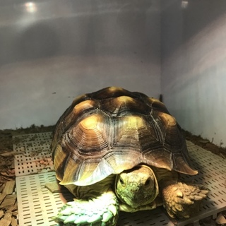 ケヅメリクガメ(25cm程度)の里親募集します