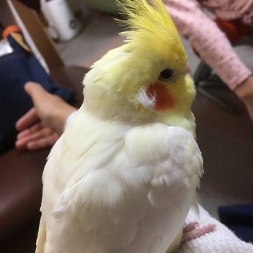 お耳に綿毛ついてますよー？