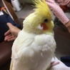 お耳に綿毛ついてますよー？