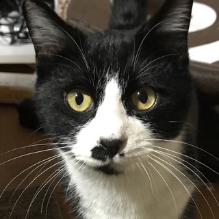 【1匹OK】【抱っこOK】おとなしい甘えん坊
