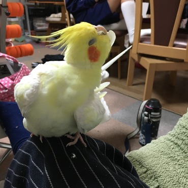 尾羽の毛繕い中。この時のキーってしごく音が好きです。