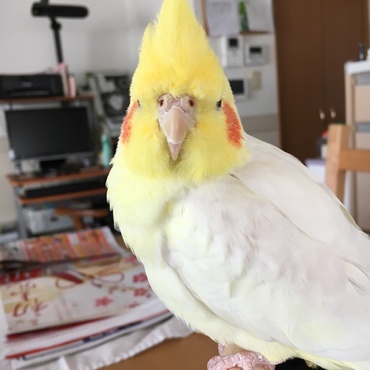 正面顔。なんか好き。