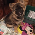 里親様決まりました！ポン助4ヶ月
