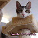 キジ白子猫　ゴーヤちゃん　里親募集中！