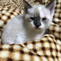 1/20生まれの可愛い子猫