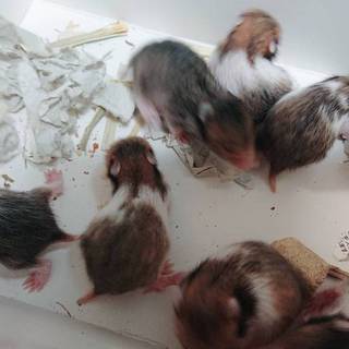 ゴールデンハムスター