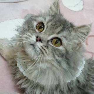 【3/17東日本橋】長毛スコティッシュ♡シエルくん