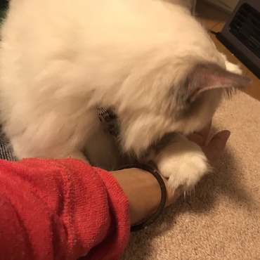 飼い主の手の上で寝るのが好きなの。