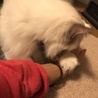 飼い主の手の上で寝るのが好きなの。