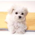 マルチーズ子犬