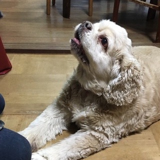 超ビッグで陽気なコッカー