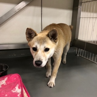 小さな野犬女子、おもえちゃん