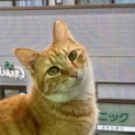 【丸顔の可愛い茶トラのとし君】＊