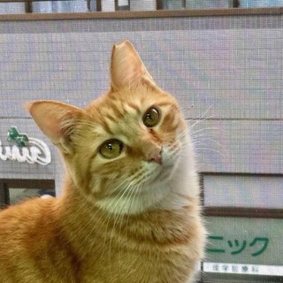 【丸顔の可愛い茶トラのとし君】＊