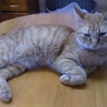 【丸顔の可愛い茶トラのとし君】＊ サムネイル4