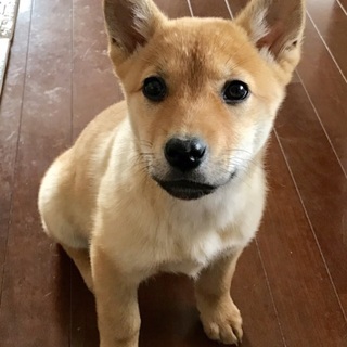 【たど】おかげさまで里親様が決まりました！