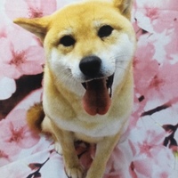 チャッピー