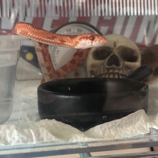 コーンスネークアルビノ 里親募集中です