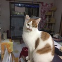 食いしん坊の茶白〜ゆめと君