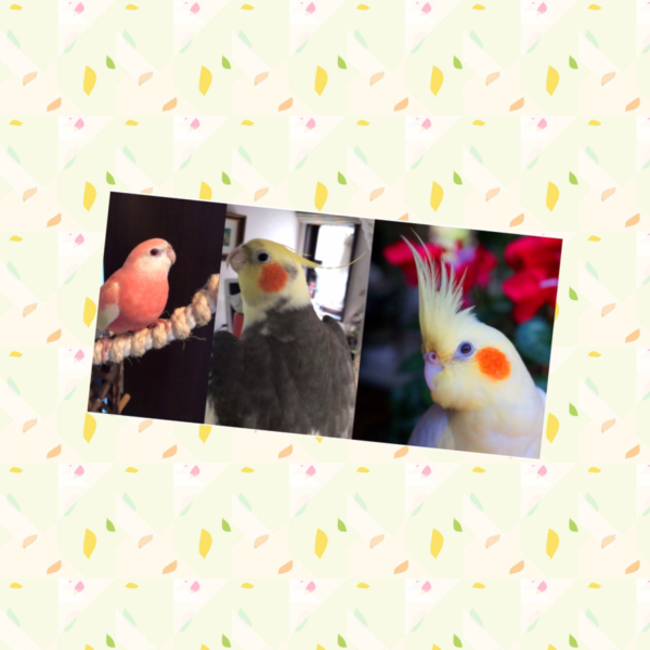 るみるまのカバー写真