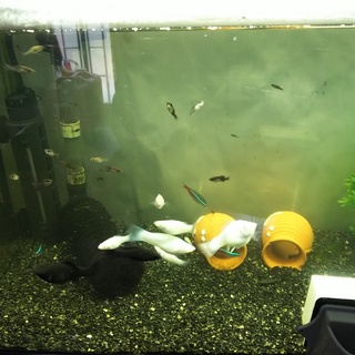 ブラックモーリー・ホワイトモーリー里親募集