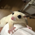 フクロモモンガ（ペア）里親募集