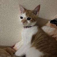 茶々丸