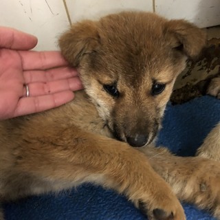 明日の朝に収容期限を迎えます。3/15朝迄