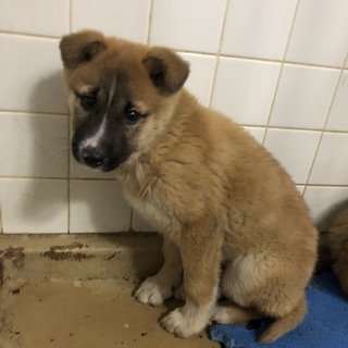 2匹兄弟で収容されています。1028番