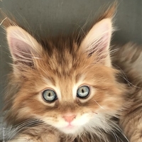 Prince
