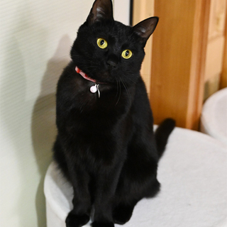 お膝が大好き、長尾の黒猫さん