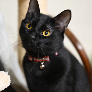 人も遊びも大好きな黒猫くん