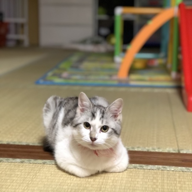 やんすけのカバー写真